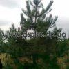 сосна крымская